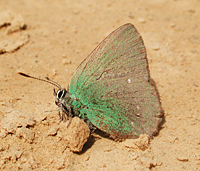 photograph callophrys rubi