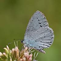 foto Celastrina argiolus