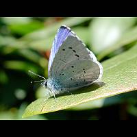 photograph of Holly Blue