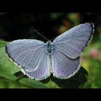 photograph of Celastrina argiolus