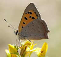 foto Kleine Vuurvlinder