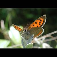 foto Lycaena phlaeas