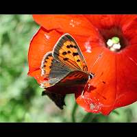 photograph of Small Copper