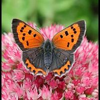 photograph of Lycaena phlaeas