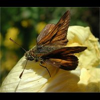 photograph of Large Skipper