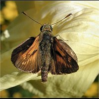 foto Ochlodes venata