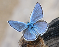 photograph of Polyommatus icarus