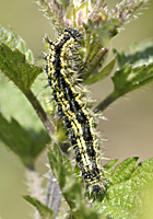 foto van de kleine vos rups