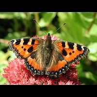 photograph of Aglais urticae