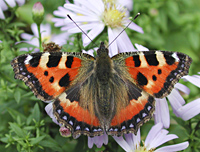 photograph Aglais urticae