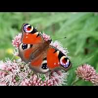 photograph of Peacock