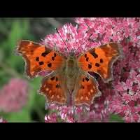 photograph of Polygonia c-album