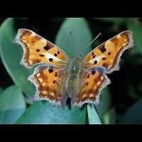 photograph of Polygonia c-album