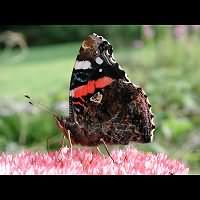 photograph of Vanessa atalanta