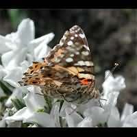 foto Vanessa cardui