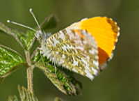 photograph of Orange Tip