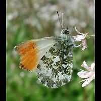 photograph of Orange Tip