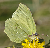 foto Gonepteryx rhamni