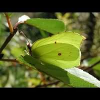 photograph of Gonepteryx rhamni