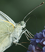 foto van het groot koolwitje, Pieris brassicae