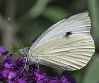 foto van het groot koolwitje, Pieris brassicae