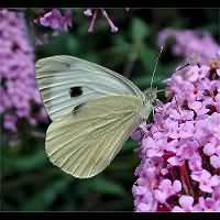 Photograph Pieris brassicae