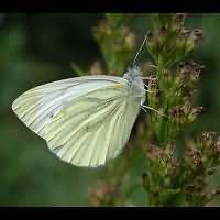 photograph of Pieris napi