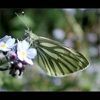 foto Pieris napi