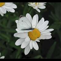 foto Pieris rapae