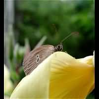 photograph of Ringlet