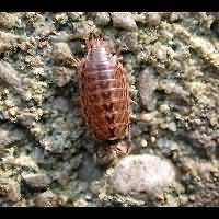 photograph Common Striped Woodlouse