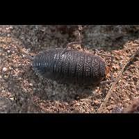 photograph Common Rough Woodlouse