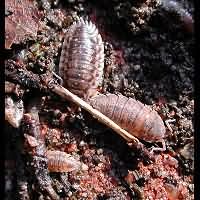 picture Porcellio scaber