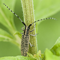 photograph of Agapanthia villosoviridescens 