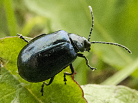 foto van Elzenhaantje, Agelastica alni