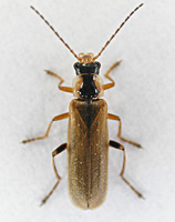 photograph Cantharis decipiens