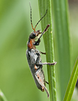 foto van zwartpootsoldaatje (Cantharis fusca)