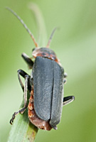 foto van zwartpootsoldaatje (Cantharis fusca)