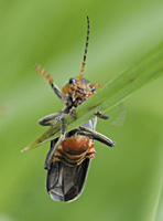 foto van zwartpootsoldaatje (Cantharis fusca)