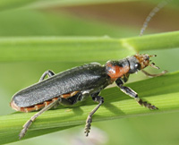 photograph of Soldier Beetle (Cantharis fusca)