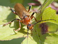 foto van geel soldaatje  (Cantharis livida)