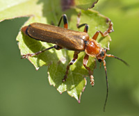 foto van geel soldaatje  (Cantharis livida)