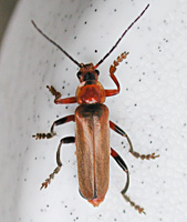 photograph Cantharis livida