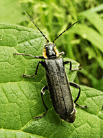 foto van een zwart soldaatje Cantharis obscura