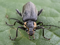 foto van een zwart soldaatje Cantharis obscura