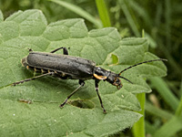 foto van een zwart soldaatje Cantharis obscura