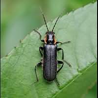 photograph Cantharis obscura