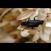 photograph of Soldier Beetle (Cantharis obscura)