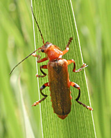 photograph Cantharis rufa