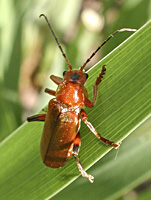 foto van geel soldaatje  (Cantharis rufa)